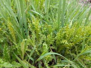 Puccinia Punctiformis