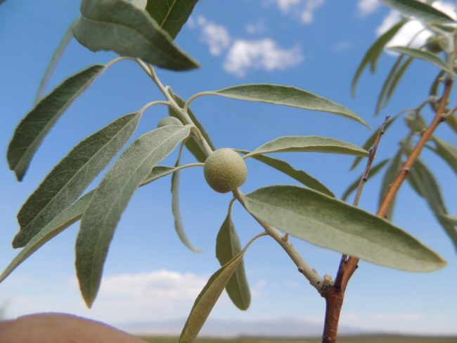 Russian olive plant